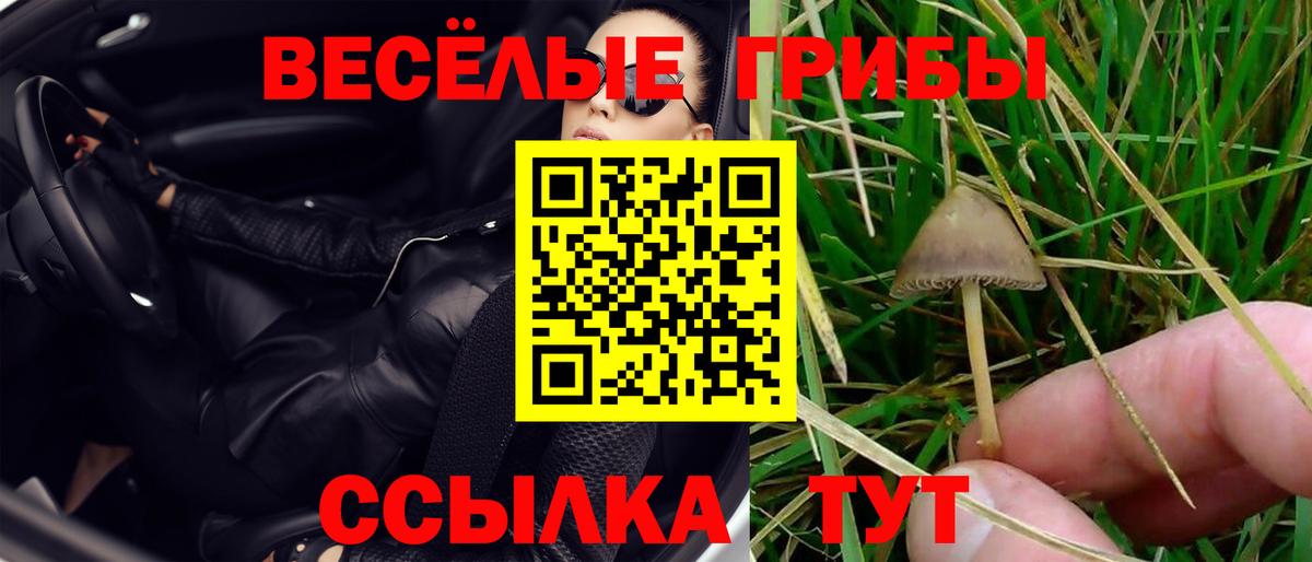 Псилоцибиновые грибы GOLDEN TEACHER  купить закладку  Курчалой  Вход с VPN 
